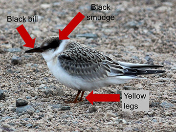 Identifying features of a juvenile Least Tern are highlighted. Photo by 